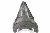 Fossil Megalodon Tooth - Georgia #151538-2